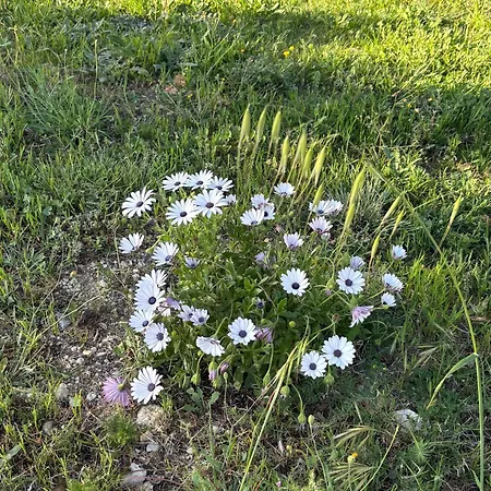 Le Castellas - En Pleine Nature 別荘